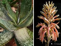 Aloe vogtsii (infl.) ©JLcoll.jpg